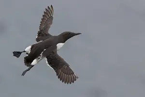 Charadriiformes Order Birds Prints: Common Murre