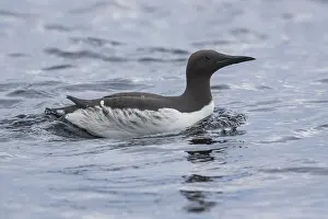 Common Murre Print - Adult Swimming in the Sea
