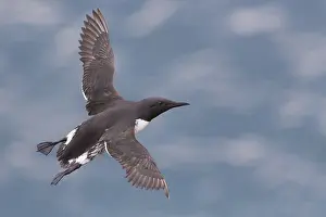 Charadriiformes Species List Prints: Common Murre