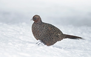Common Pheasant Images Prints: Common Pheasant, Phasianus colchicus