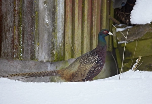 Phasianus Colchicus Images Prints: Common Pheasant, Phasianus colchicus