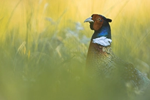 Images Dated 3rd June 2021: Male Common Pheasant Print, Italy