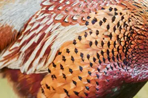 Common Pheasant Images Prints: Common Pheasant, Phasianus colchicus