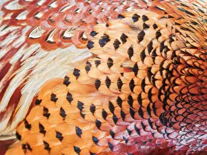 Common Pheasant Male Prints: Common Pheasant, Phasianus colchicus