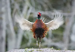 Phasianus Colchicus Images Prints: Common Pheasant, Phasianus colchicus