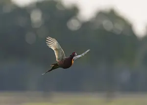 Birds In Flight Europe Prints: Common Pheasant;Phasianus colchicus