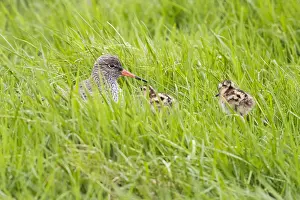 Common Redshank Bird Prints: Common Redshank
