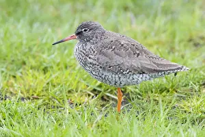 Tringa Totanus Prints: Common Redshank