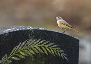 Common Redstart Bird Prints: Common Redstart, Phoenicurus phoenicurus