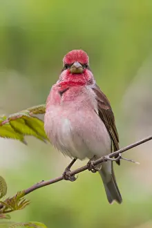 Passeriformes Bird Species Prints: Common Rosefinch