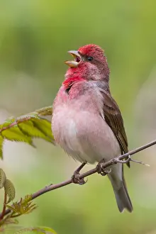 Passeriformes Birds Prints: Common Rosefinch