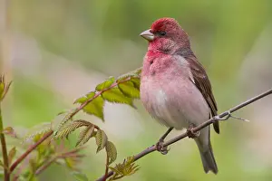 Finland Wildlife Photos Prints: Common Rosefinch