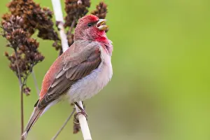 Passeriformes Species Prints: Common Rosefinch