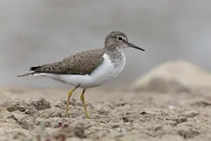 Common Sandpiper Prints: Common Sandpiper