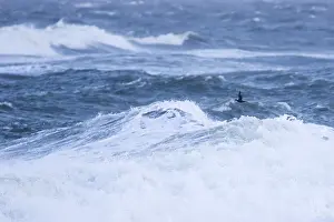 Bird Wildlife Images Prints: Common Scoter