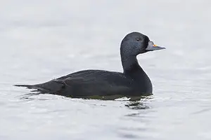 Anseriformes Bird Species Prints: Common Scoter