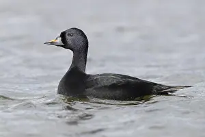 Anseriformes Species Prints: Common Scoter