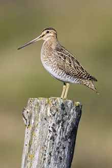 Common Snipe Prints: Common Snipe