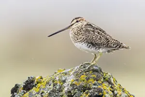 Shorebird Species Prints: Common Snipe