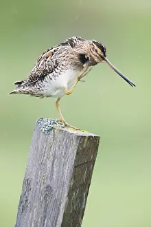 Common Snipe