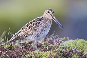 Common Snipe Prints: Common Snipe
