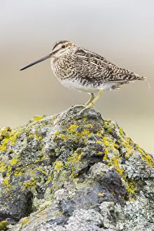 Snipe Bird Species Prints: Common Snipe