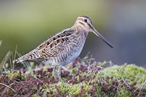 Shorebird Species Prints: Common Snipe