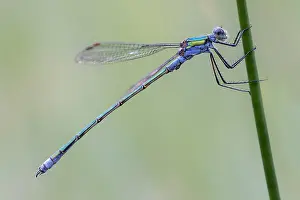 European Damselfly Prints: Common Spreadwing; Lestes sponsa