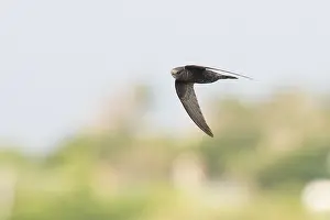 Common Swift, Apus apus