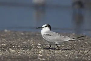 Laridae Family Birds Prints: Common Tern