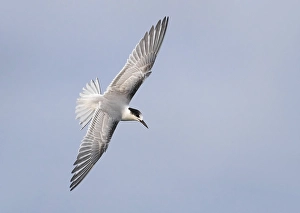 Blue Sky Wildlife Scene Prints: Common Tern, Sterna hirundo