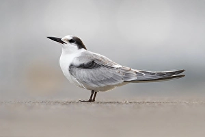Natural Environment Bird Photos Prints: Common Tern, Sterna hirundo