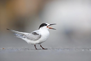 Common Tern, Sterna hirundo