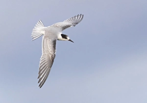 In Flight Bird Pictures Prints: Common Tern, Sterna hirundo