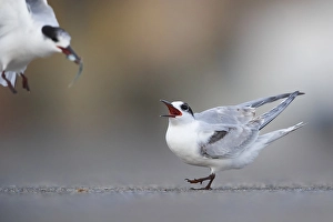 European Bird Behaviour Prints: Common Tern, Sterna hirundo