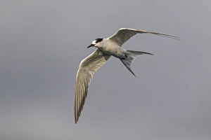 Framed Print : Print of First-winter Common Tern in Flight
