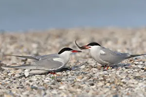 Sterna Hirundo Images Prints: Common Tern, Sterna hirundo