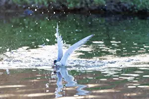 Bird Flying Over Water Prints: Common Tern, Sterna hirundo