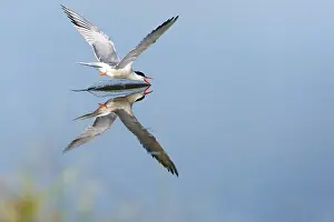 Wildlife In Greece Prints: Common Tern, Sterna hirundo