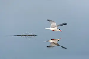 Bird Flight Photos Prints: Common Tern, Sterna hirundo