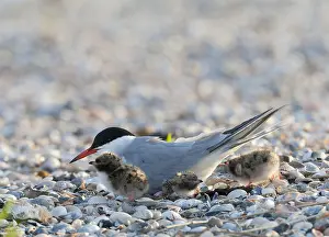 Framed Print : Print of a Common Tern (Sterna hirundo) on its nest at Texel, Netherlands Framed Print : Print of a Common Tern (Sterna hirundo) on its nest at Texel, Netherlands