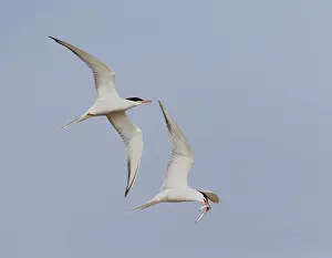 Blue Sky Bird Flight Prints: Common Tern, Sterna hirundo
