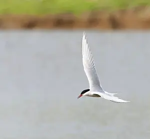 Common Tern, Sterna hirundo