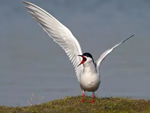 European Coastal Environment Prints: Common Tern, Sterna hirundo