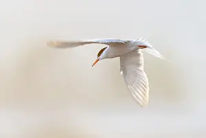 Images Dated 7th May 2010: Print of Adult Common Tern Flying over Saltpans