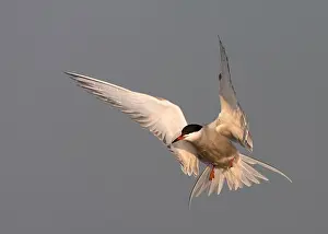 Common Tern In Flight Prints: Common Tern, Sterna hirundo
