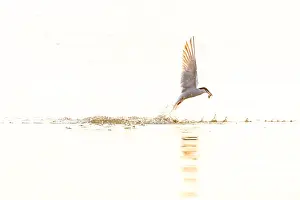 Framed Print : Common Tern in Flight Print Framed Print : Common Tern in Flight Print