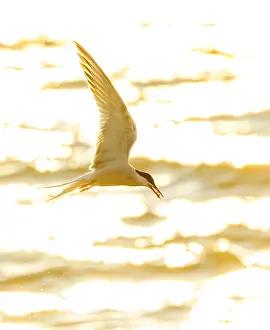 Framed Print : Common Tern in Flight Print Framed Print : Common Tern in Flight Print
