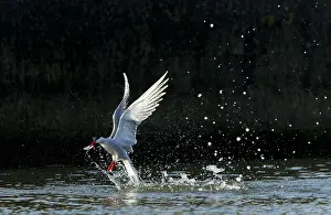 Common Tern In Flight Prints: Common Tern, Sterna hirundo