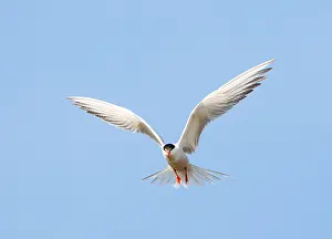 Adult Bird In Flight Prints: Common Tern, Sterna hirundo